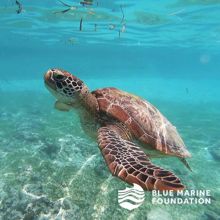 Elizabeth Scarlett Glasses Case Turtle Conservation